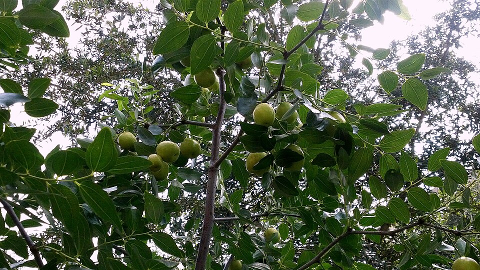 Ziziphus (Jujubes) (alternate view 3)