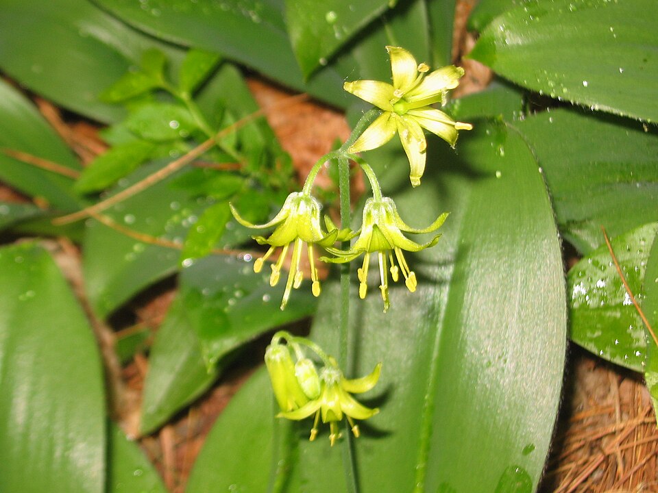 Clintonia borealis (bluebead lily)