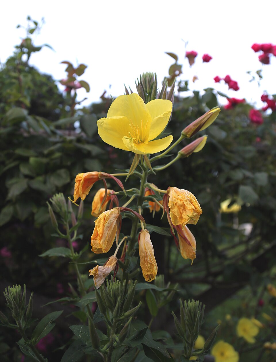 Oenothera biennis (evening primrose) (alternate view 7)