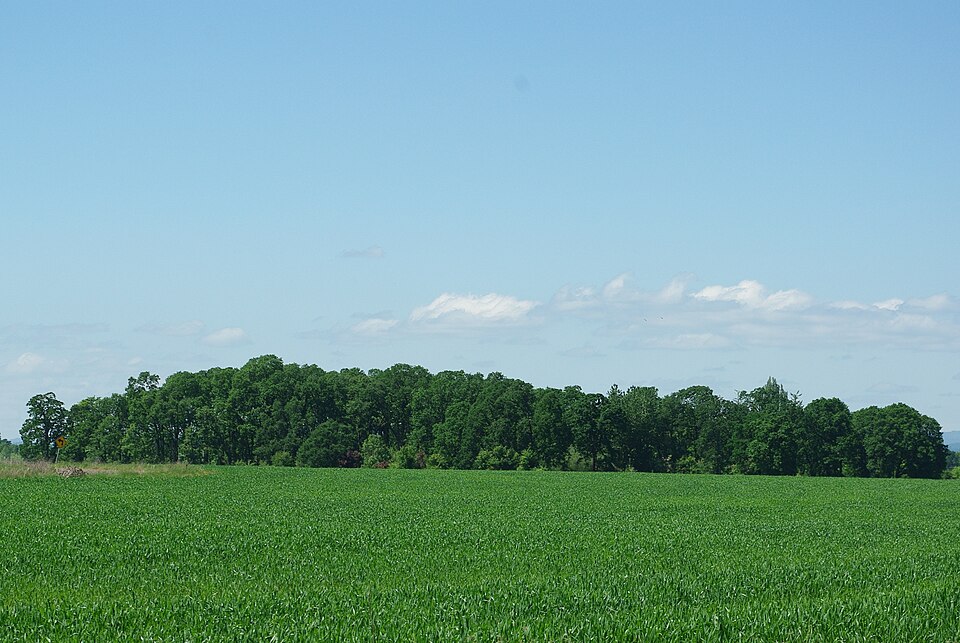 Quercus garryana (Oregon white oak, Garry oak) (alternate view 3)
