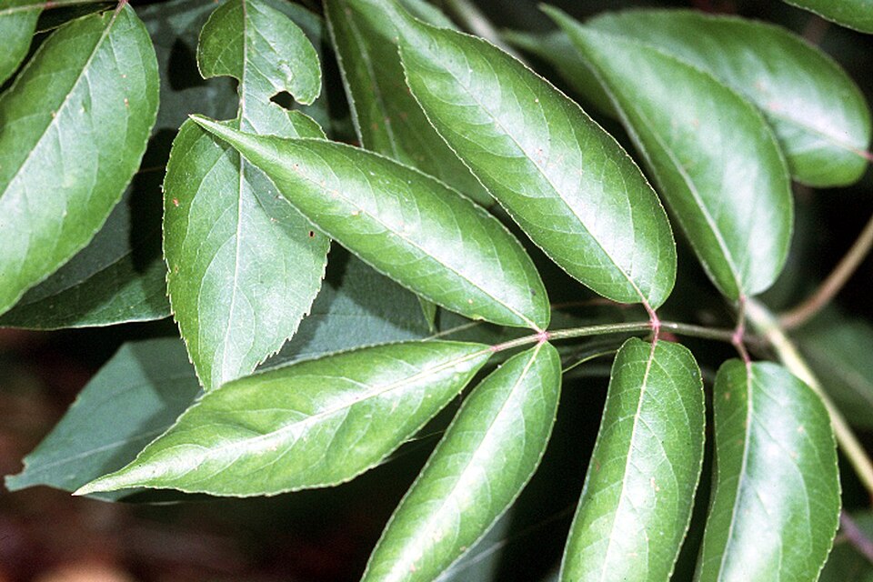 Sambucus canadensis (American black elderberry)