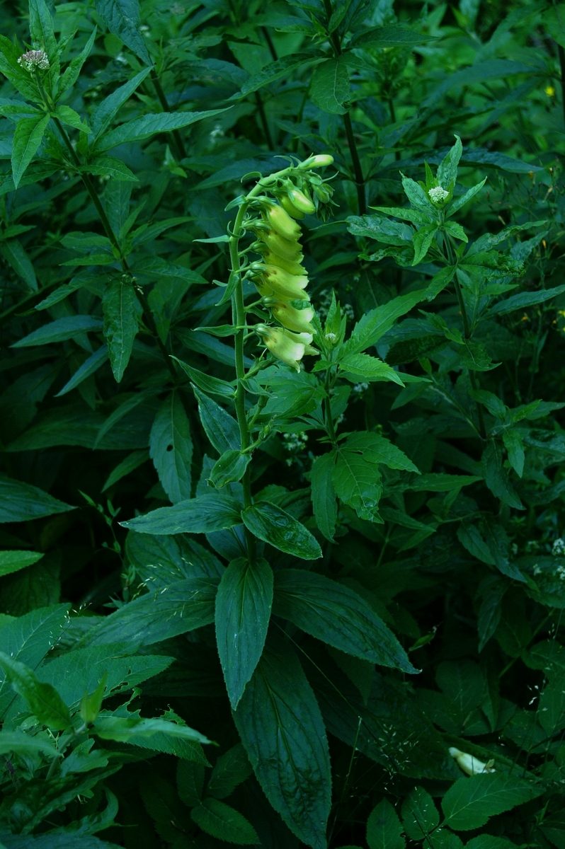 Digitalis grandiflora (Large Yellow Foxglove) (alternate view 10)