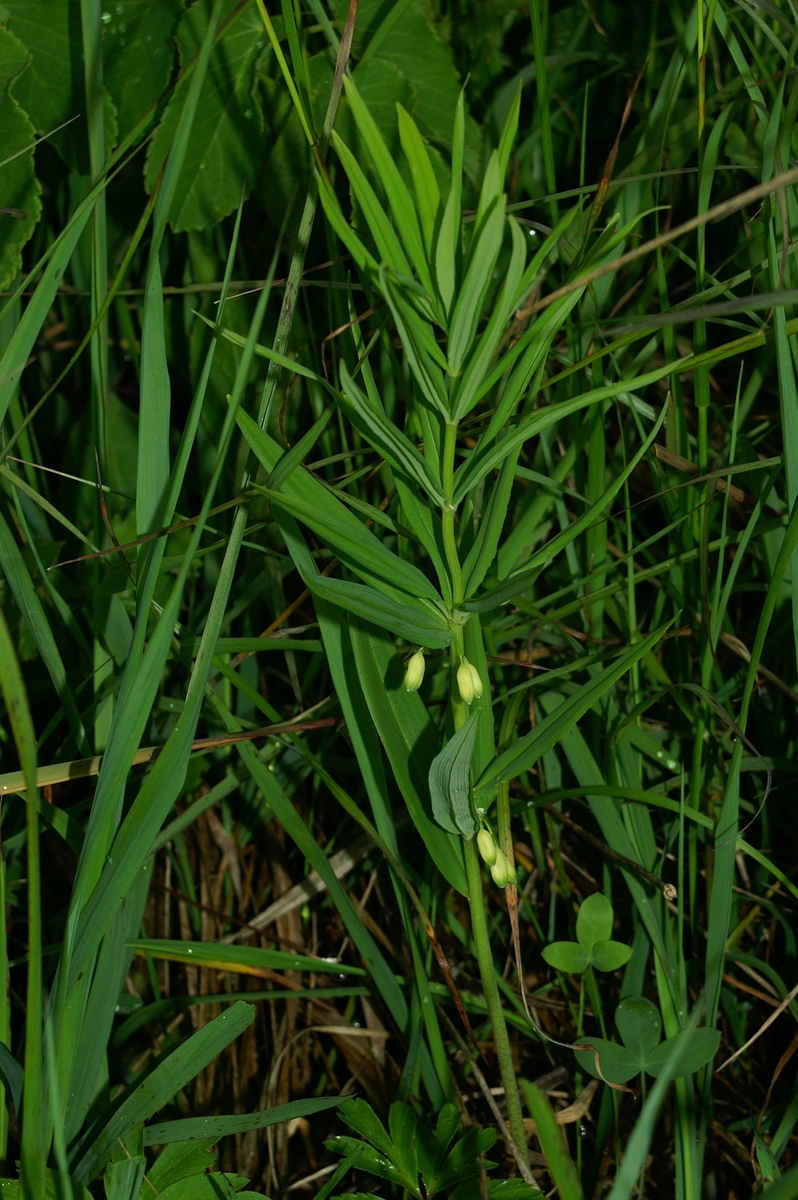 Polygonatum verticillatum (alternate view 13)