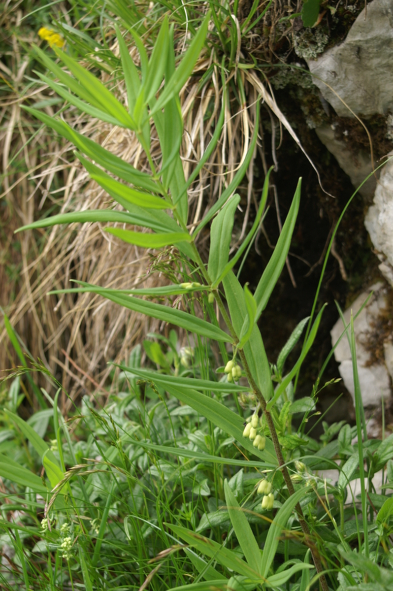 Polygonatum verticillatum (alternate view 14)