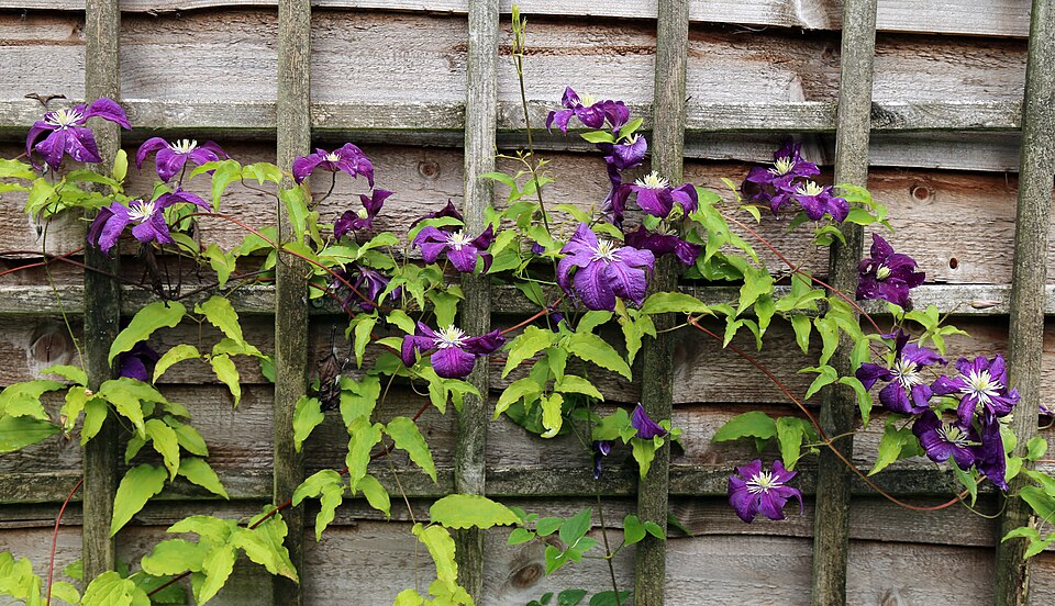 Clematis 'Etoile Violette' (Etoile Violette Clematis) (alternate view 4)