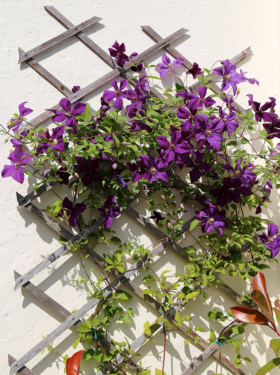 Clematis 'Etoile Violette' (Etoile Violette Clematis) (alternate view 5)