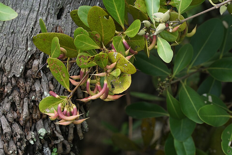 Aegiceras corniculatum (river mangrove) (alternate view 6)