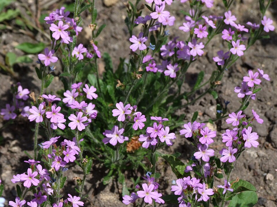 Erinus alpinus (Fairy Foxglove)