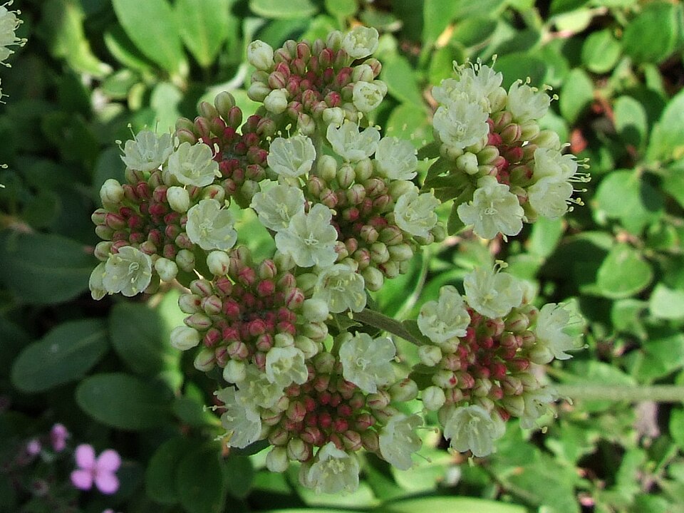 Eriogonum umbellatum (Sulfur Buckwheat) (alternate view 6)