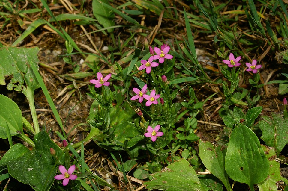 Centaurium pulchellum (Lesser Centaury) (alternate view 9)