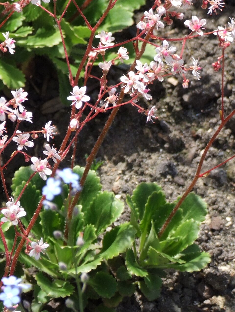 Saxifraga umbrosa (alternate view 11)