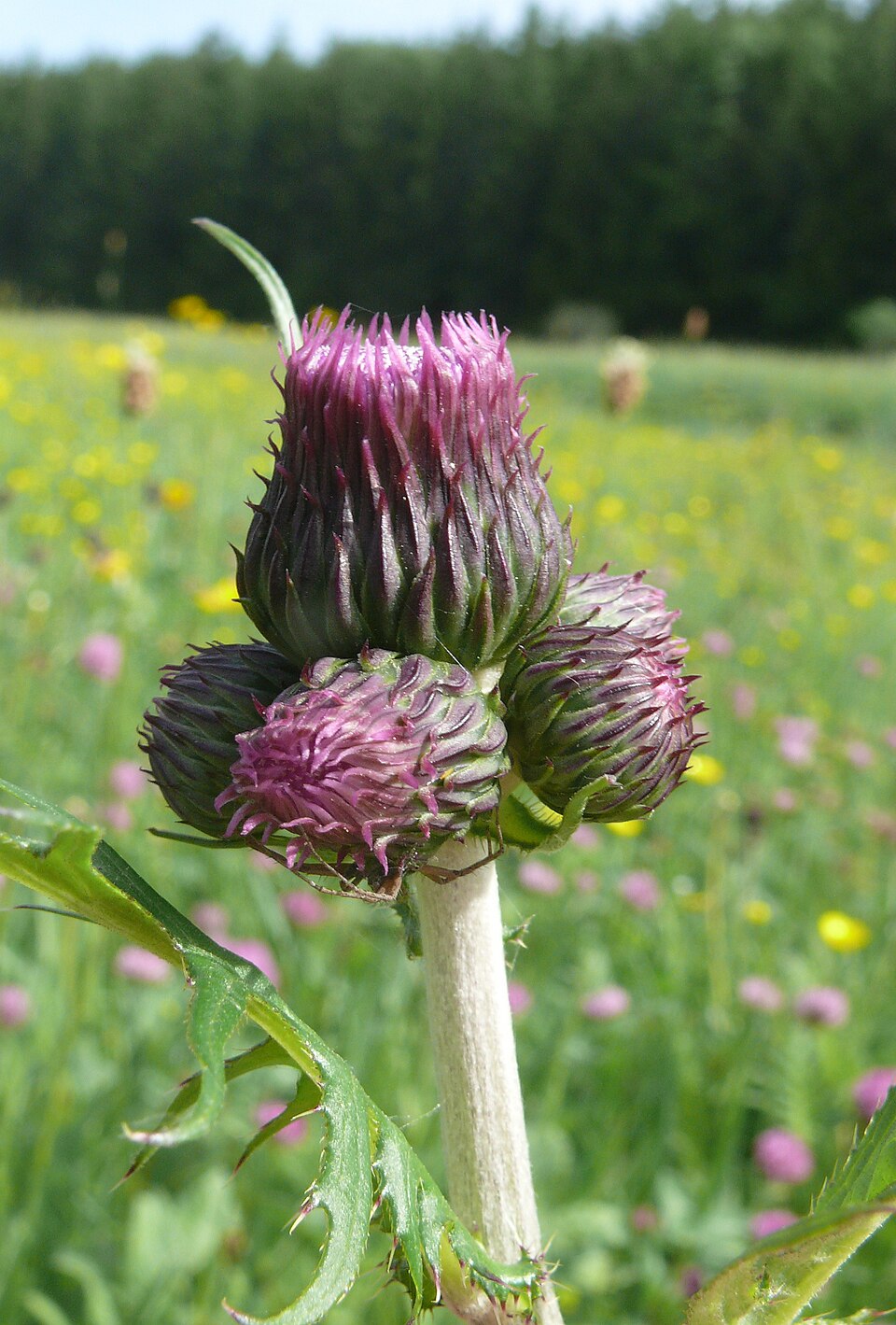 Cirsium rivulare (alternate view 11)