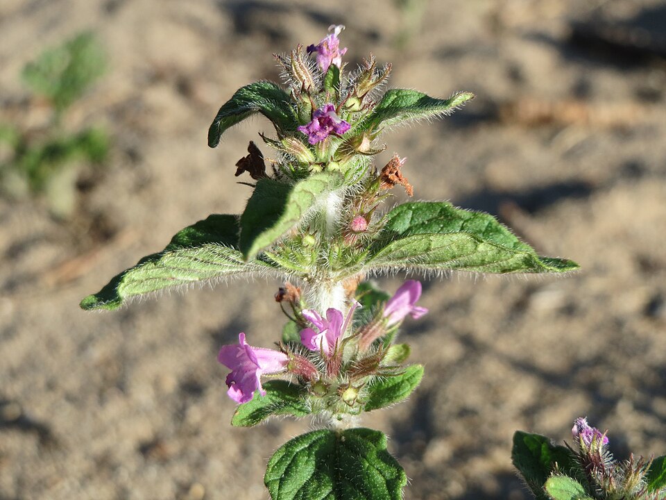 Clinopodium vulgare (Wild Basil)