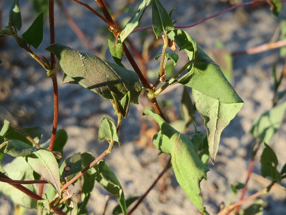 Fallopia convolvulus (Black-bindweed)