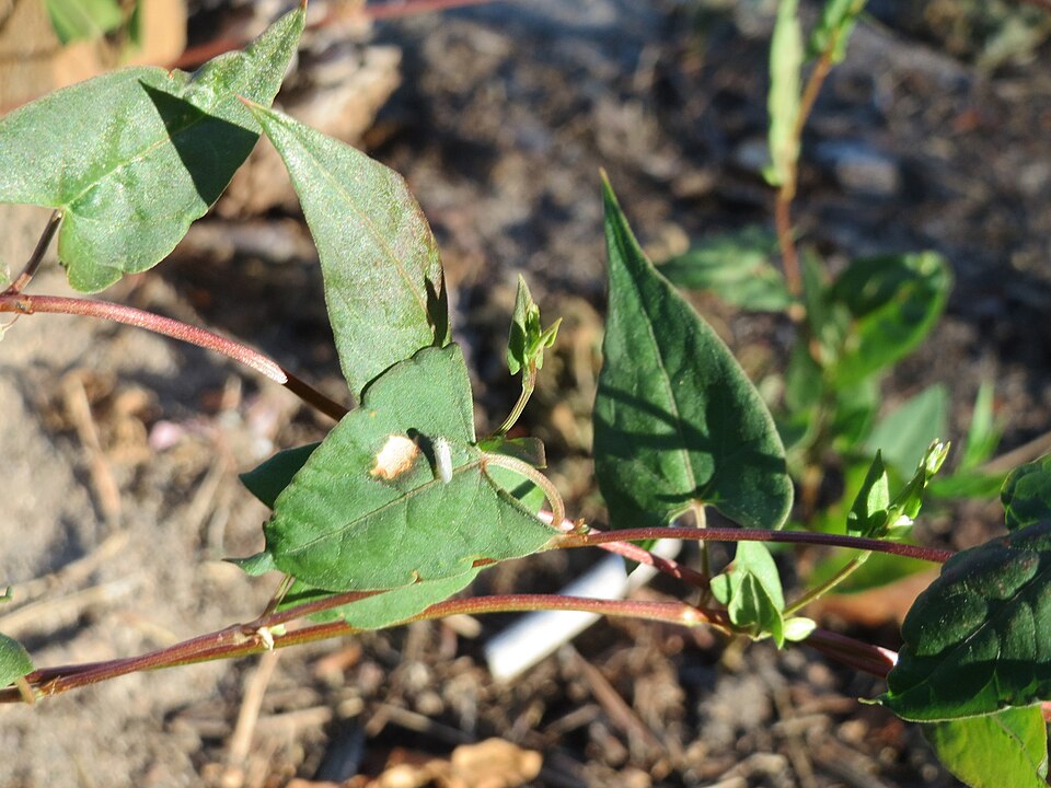 Fallopia convolvulus (Black-bindweed)