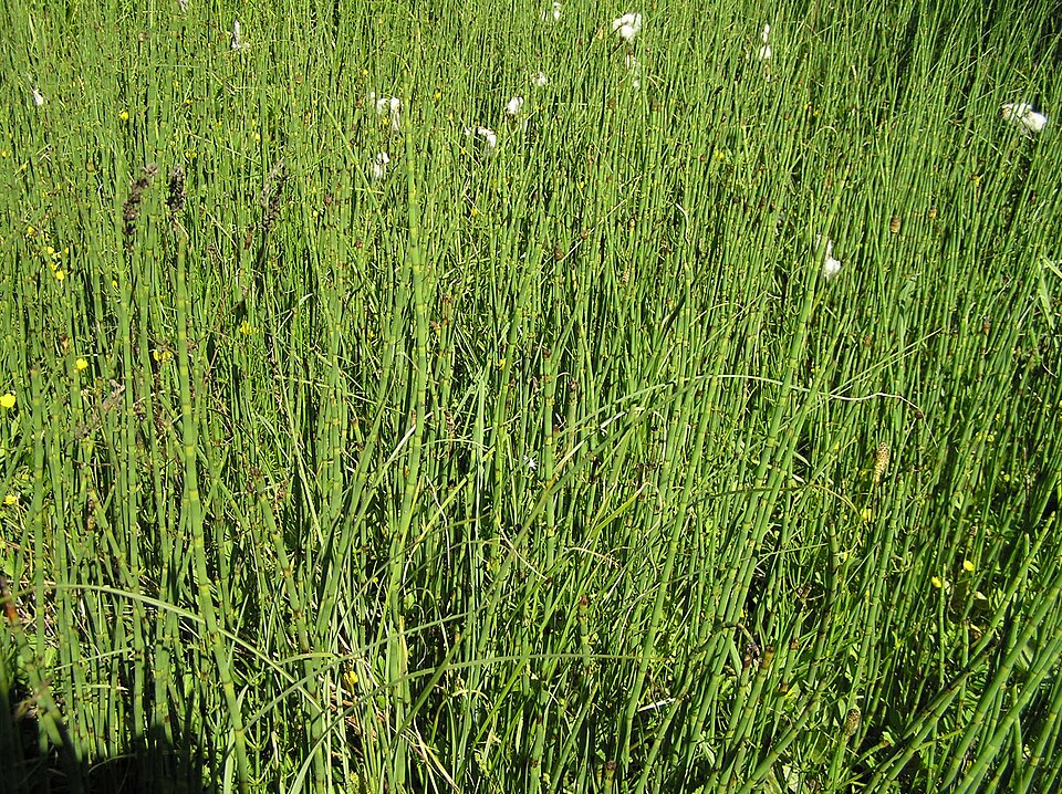Equisetum fluviatile (water horsetail)