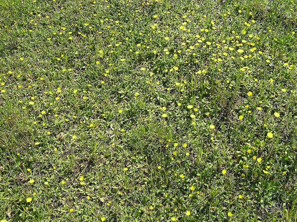 Pilosella officinarum (mouse-eared hawkweed)