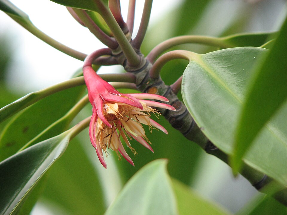 Bruguiera gymnorhiza (orange mangrove) (alternate view 6)