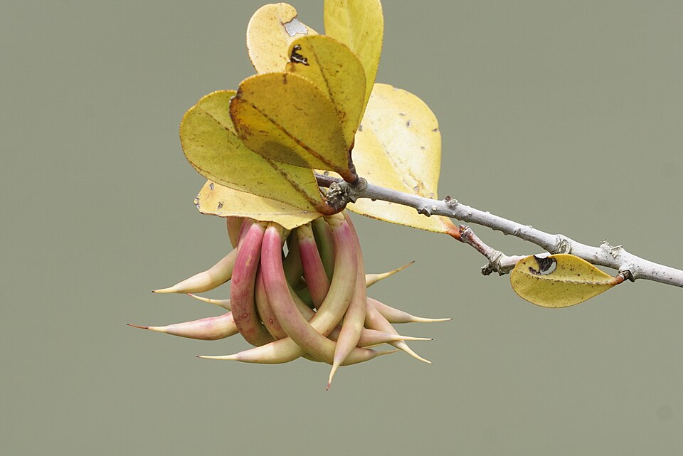 Aegiceras corniculatum (river mangrove) (alternate view 7)
