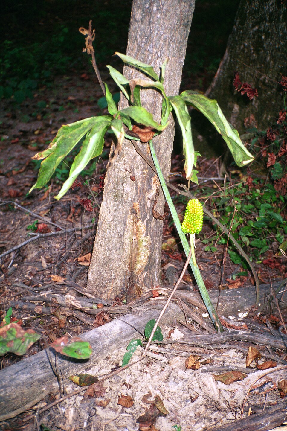 Arisaema dracontium (green dragon) (alternate view 9)