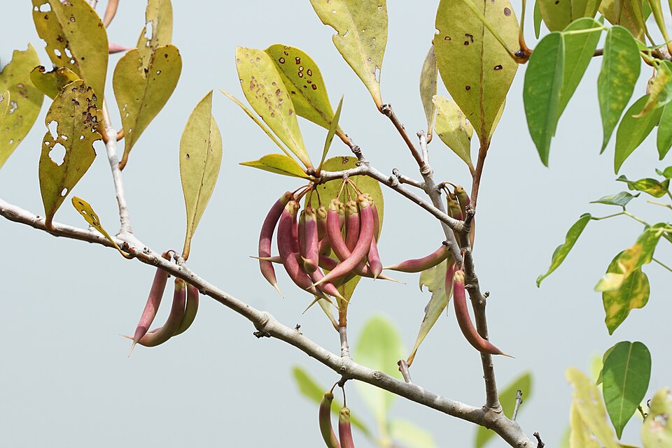 Aegiceras corniculatum (river mangrove) (alternate view 8)