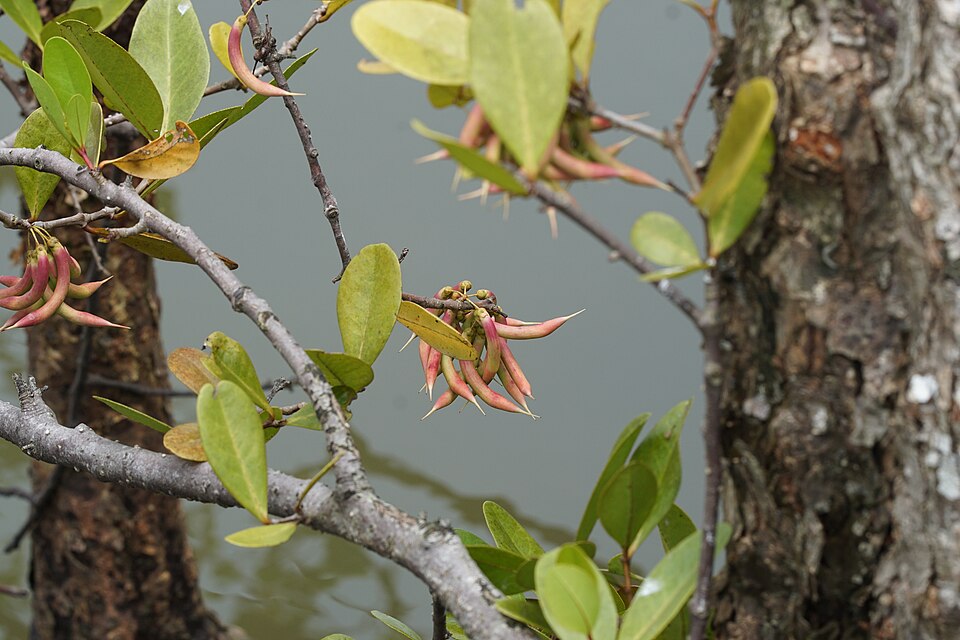 Aegiceras corniculatum (river mangrove) (alternate view 9)