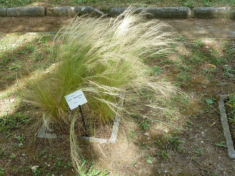 Nassella tenuissima (Mexican feather/hair grass) (alternate view 12)