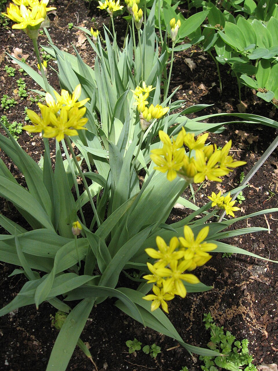 Allium moly (Golden Garlic) (alternate view 8)