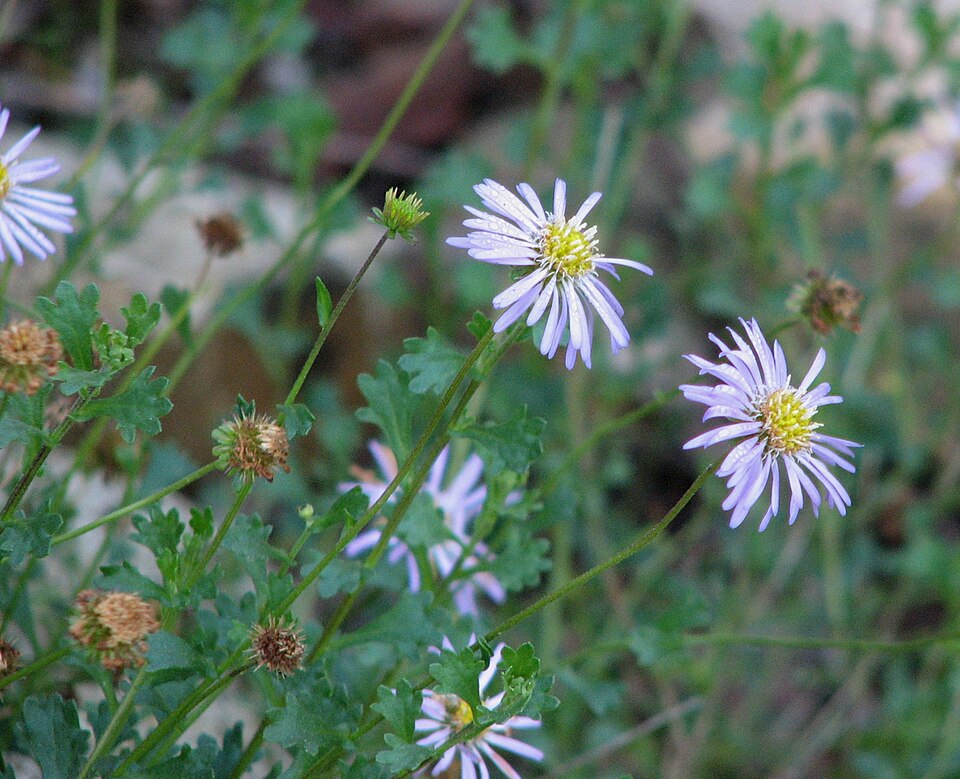 Calotis cuneifolia (Purple Burr-daisy)