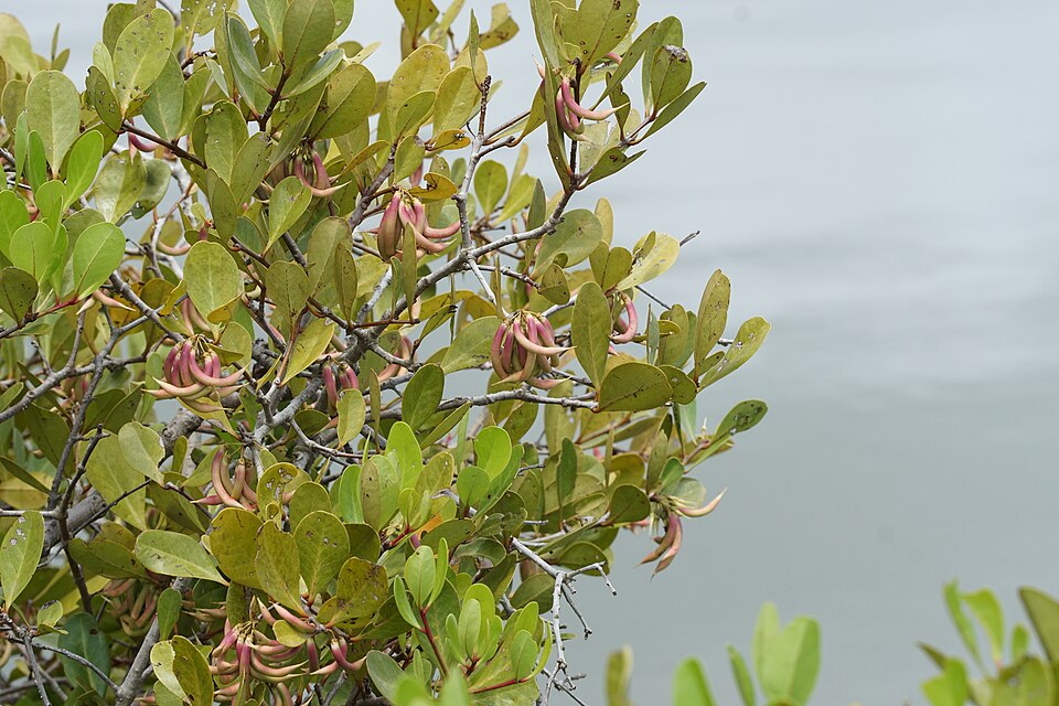 Aegiceras corniculatum (river mangrove) (alternate view 10)