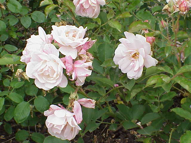 Rosa 'Felicia' (Felicia Rose)