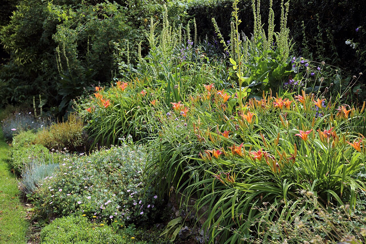 Hemerocallis fulva, Orange daylily — clumping deciduous (Asphodelaceae) (image 10 of 10)