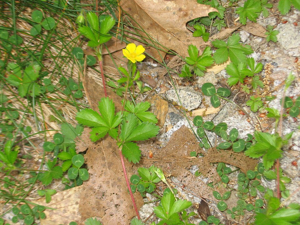 Potentilla canadensis (dwarf cinquefoil) (alternate view 6)