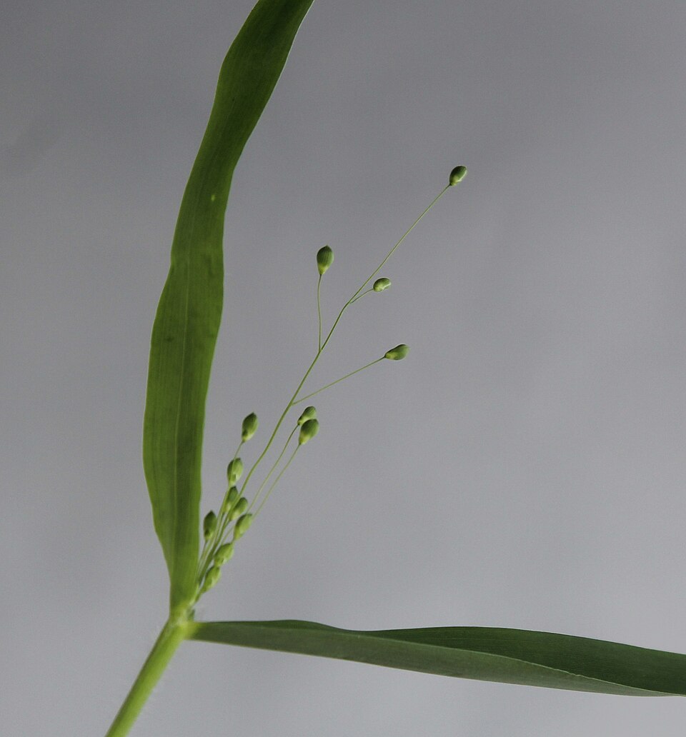 Dichanthelium oligosanthes (Heller's Rosette Grass) (alternate view 2)