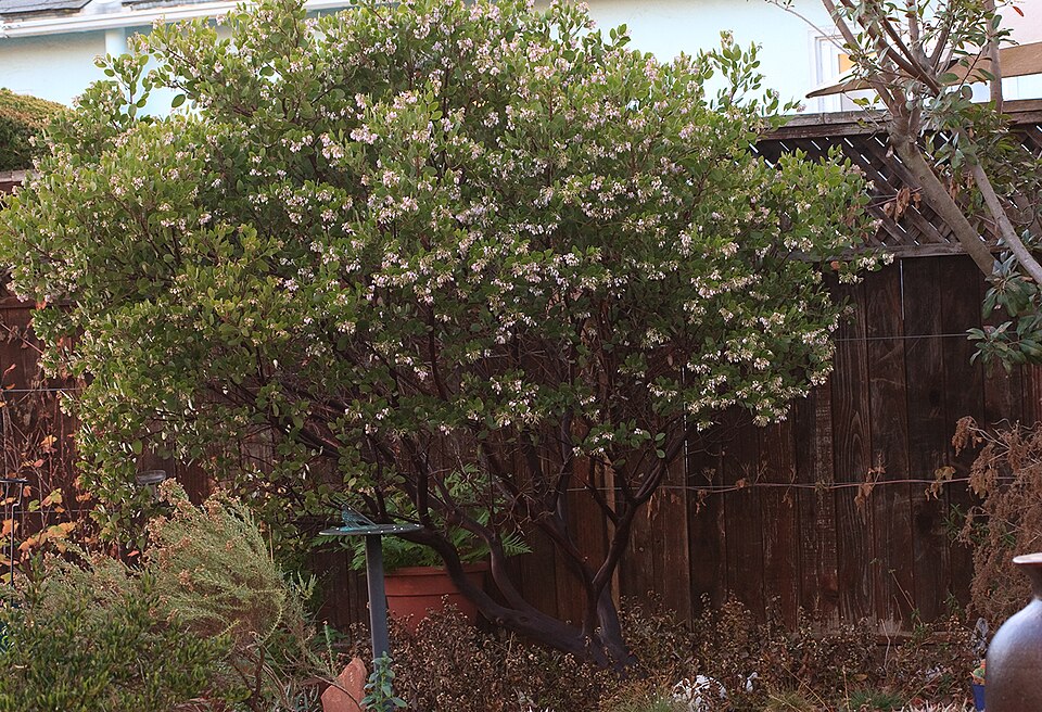 Arctostaphylos densiflora (Sentinel Manzanita) (alternate view 2)
