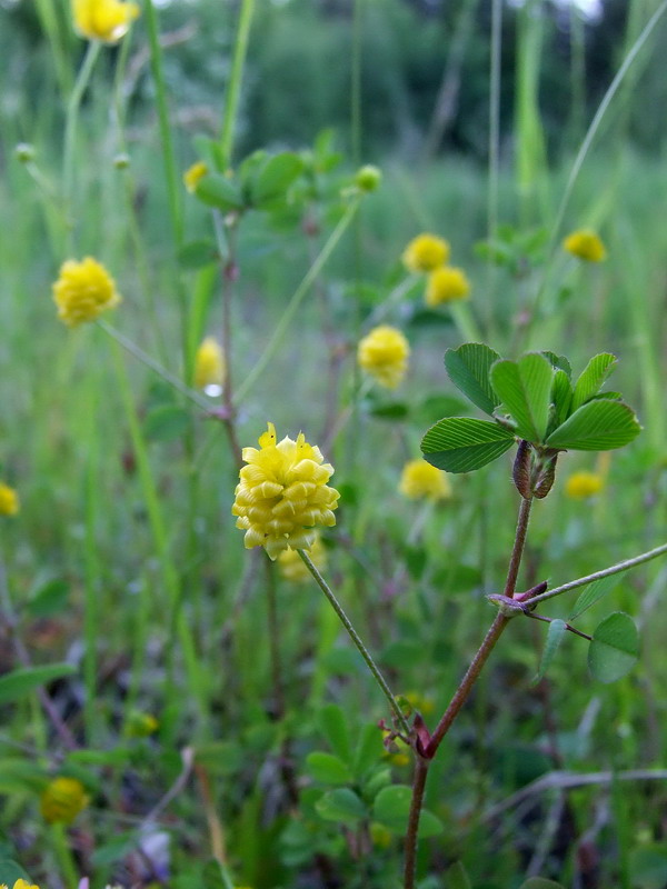 Trifolium campestre (hop trefoil)