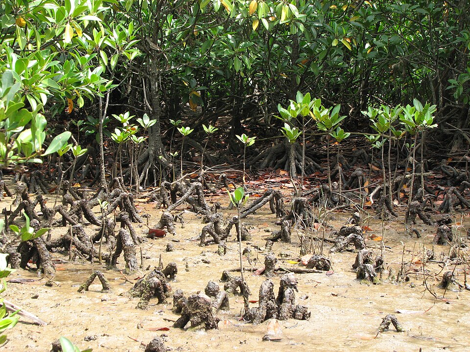 Bruguiera gymnorhiza (orange mangrove) (alternate view 7)