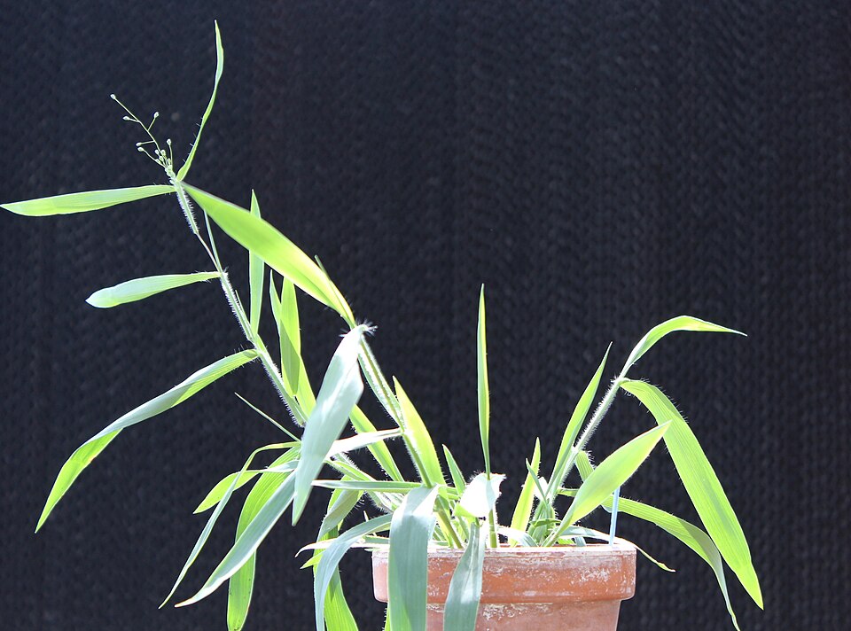 Dichanthelium oligosanthes (Heller's Rosette Grass) (alternate view 3)