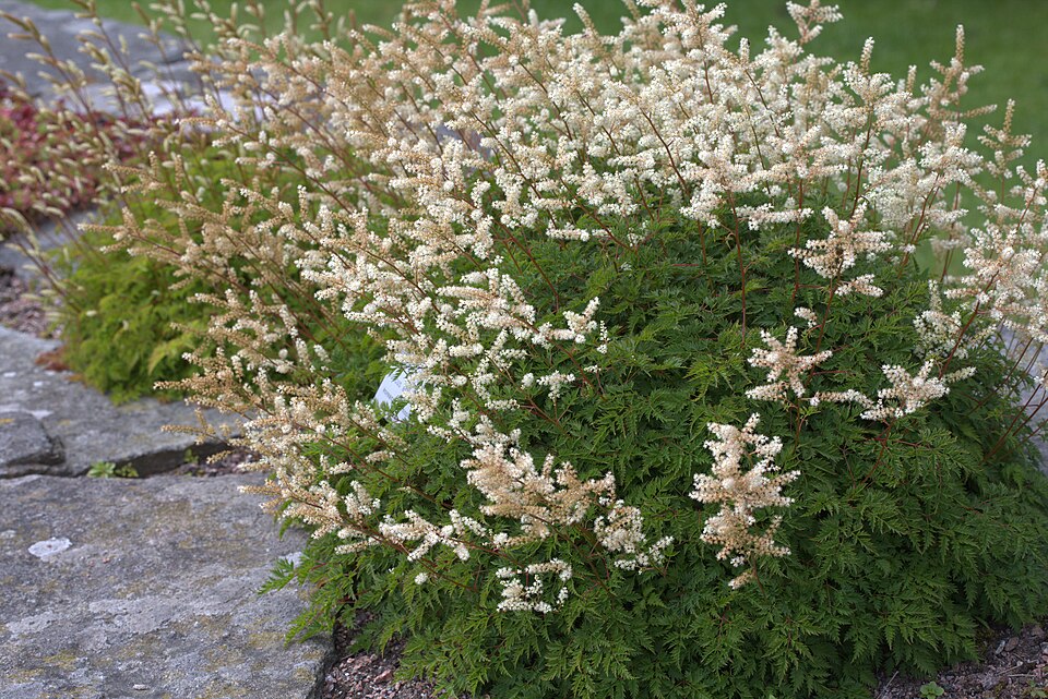 Aruncus aethusifolius (alternate view 3)