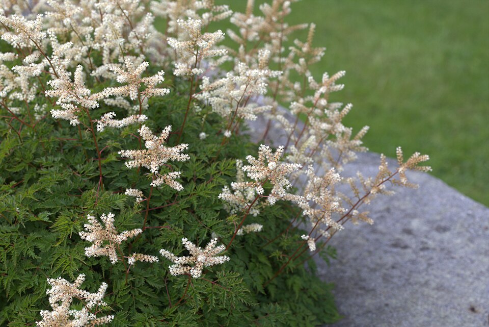 Aruncus aethusifolius (alternate view 4)