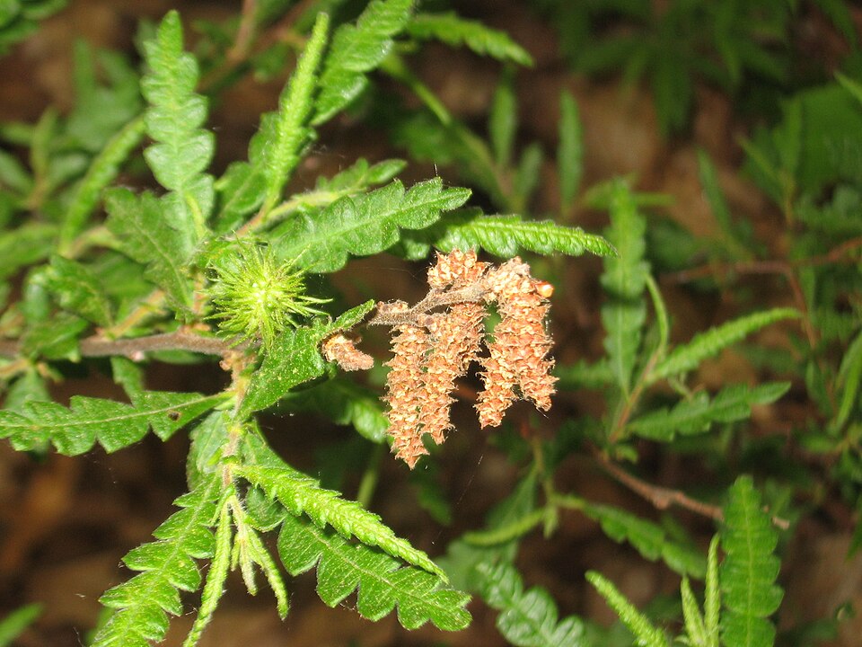Comptonia peregrina (Sweet Fern) (alternate view 6)