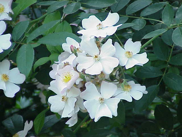 Rosa 'Francis E. Lester' (Francis E. Lester Rose) (alternate view 2)
