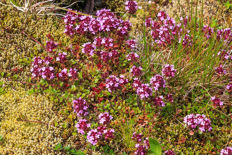 Thymus praecox (Mother of Thyme)