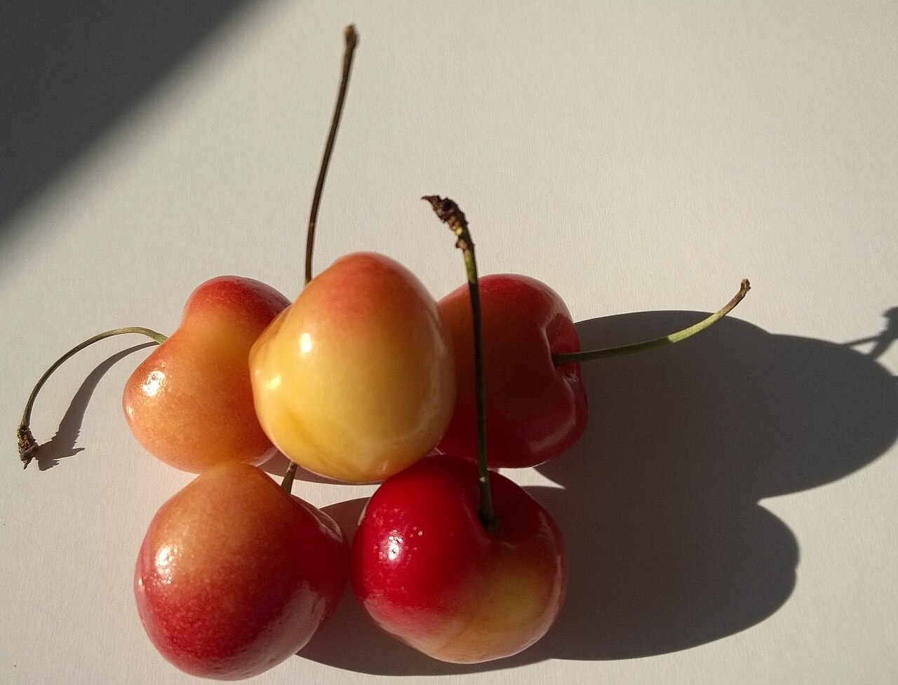 Prunus avium 'Rainier' (Rainier Cherry)