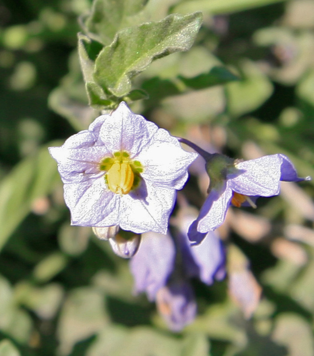 Solanum xanti (purple nightshade) (alternate view 4)