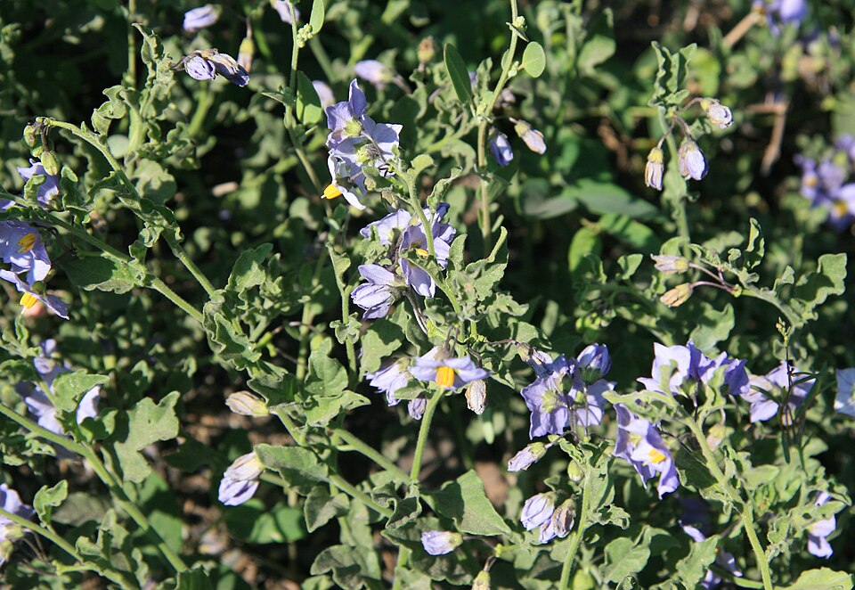 Solanum xanti (purple nightshade) (alternate view 5)