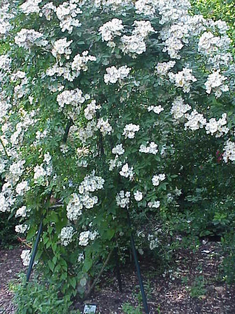 Rosa 'Francis E. Lester' (Francis E. Lester Rose) (alternate view 3)