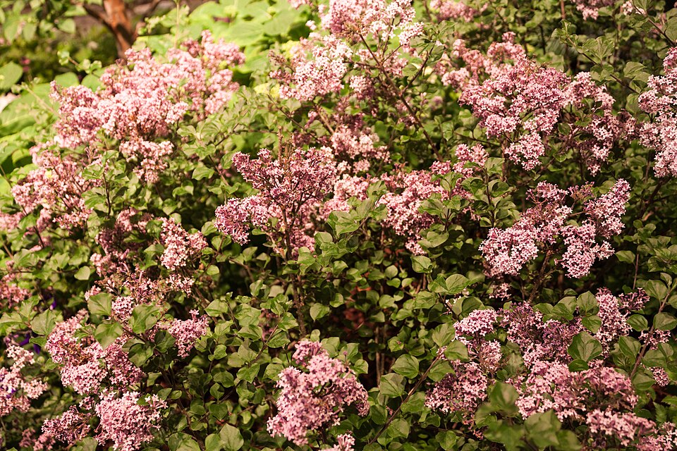 Syringa meyeri 'Palibin' (Dwarf Korean Lilac) (alternate view 4)
