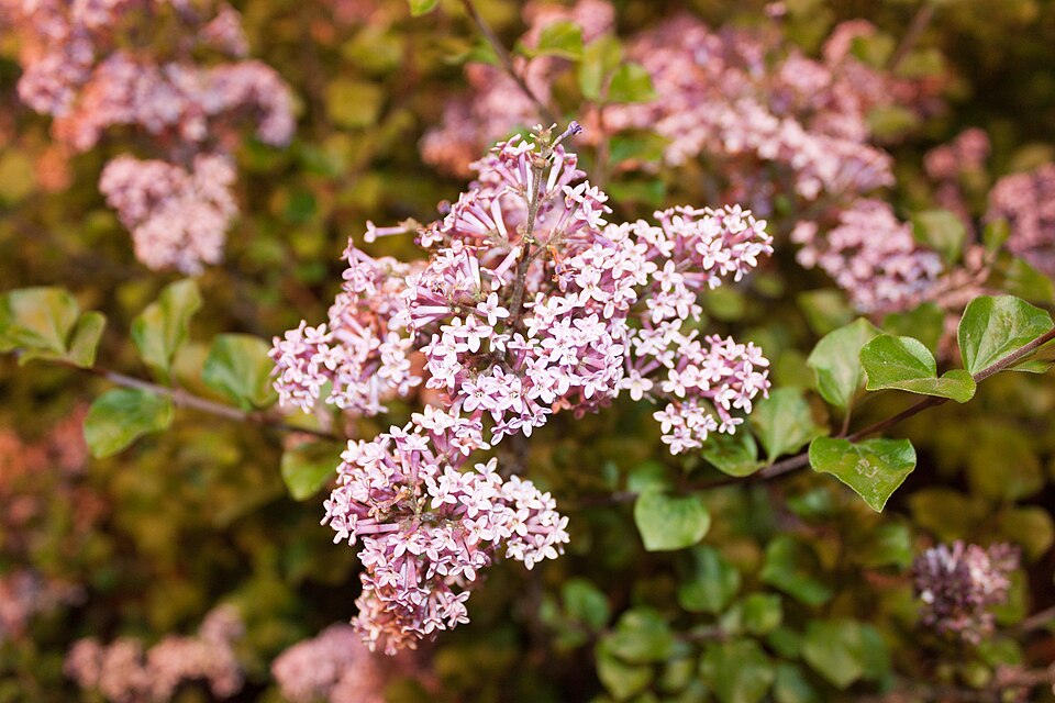 Syringa meyeri 'Palibin' (Dwarf Korean Lilac) (alternate view 5)