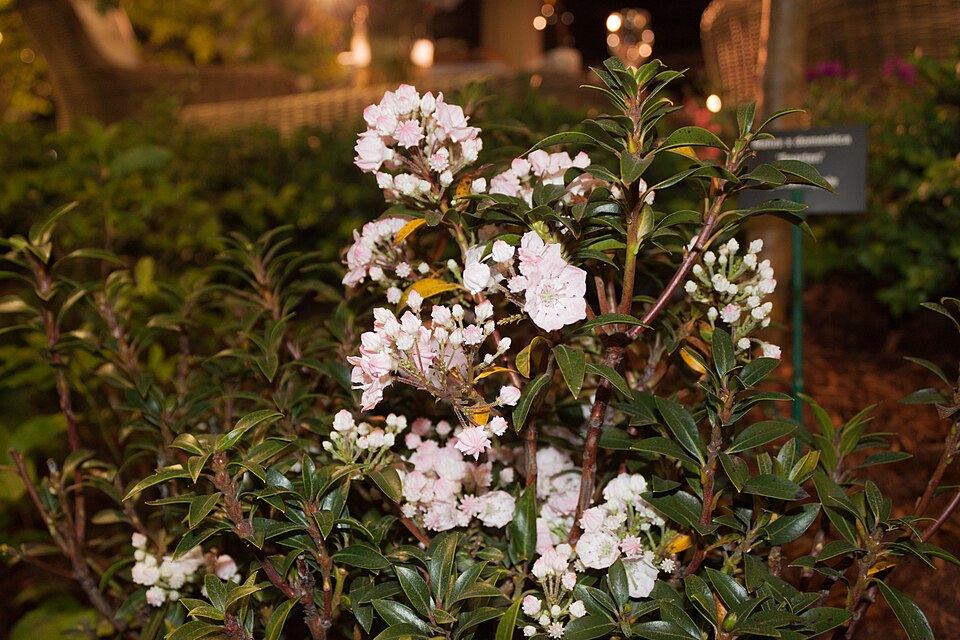 Kalmia latifolia 'Elf' (Elf Mountain Laurel)